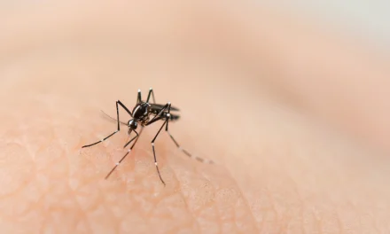 Nyamuk DBD Yang Sulit Di Musnahkan