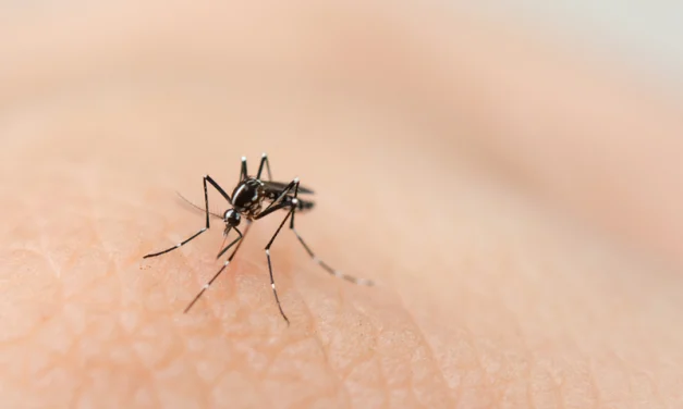 Nyamuk DBD Yang Sulit Di Musnahkan