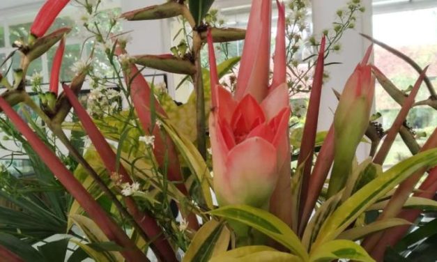 Tumbuhan Tropis Yang Menghasilkan Kecombrang Bahan Makanan