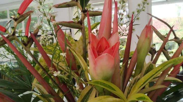 Tumbuhan Tropis Yang Menghasilkan Kecombrang Bahan Makanan