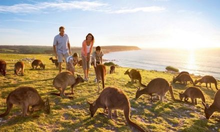 Negara Julukan Kanguru Australia Dengan Keunikannya