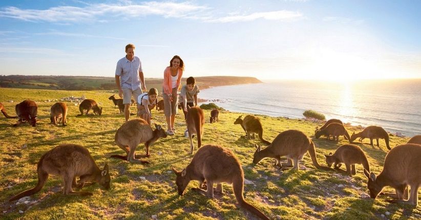 Negara Julukan Kanguru Australia Dengan Keunikannya