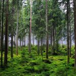 Kawasan Pepohonan Hutan Yang Di Lindungi Kelestariannya