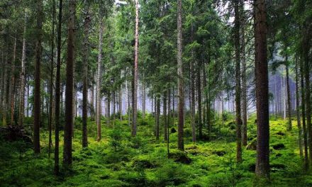 Kawasan Pepohonan Hutan Yang Di Lindungi Kelestariannya