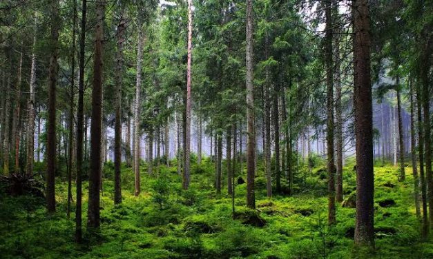 Kawasan Pepohonan Hutan Yang Di Lindungi Kelestariannya