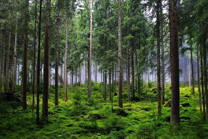Kawasan Pepohonan Hutan Yang Di Lindungi Kelestariannya
