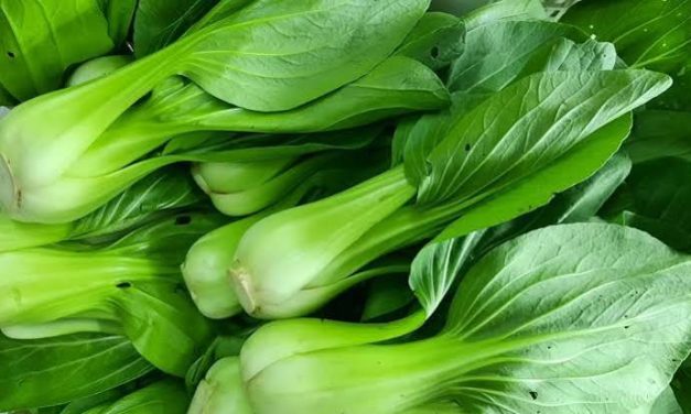 Tumbuhan Sayur Hijau Pakcoy Dengan Berbagai Olahan