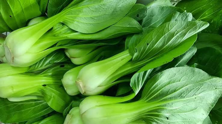 Tumbuhan Sayur Hijau Pakcoy Dengan Berbagai Olahan