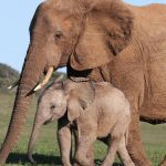 Sebuah Hewan Besar Mamalia Gajah Dengan Belalai