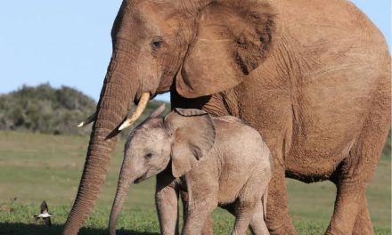 Sebuah Hewan Besar Mamalia Gajah Dengan Belalai