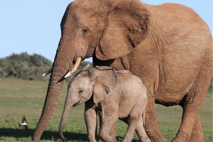 Sebuah Hewan Besar Mamalia Gajah Dengan Belalai
